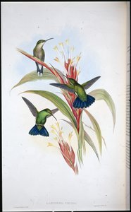 Niebieskoogoniasty koliber Mango (Lampornis Viridis) (ręcznie barwiony litho) autorstwa John (after) Gould