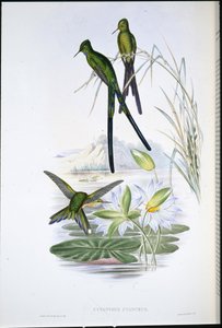 Sylfa niebieskoogoniasta (Cynanthus Cyanurus) (ręcznie kolorowana lito) autorstwa John (after) Gould