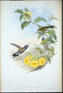 Blue-throated Cazique (Delattria Clemenciae) (ręcznie barwiony litho) autorstwa John (after) Gould
