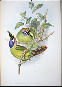 Tukan z dziobem błękitnym (Aulacoramphus Caeruleogularis) (ręcznie barwiony litho)