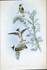 Blue-throated Hlemte Crest (Oxypogon Cyanolaemus) (ręcznie barwiony lito) autorstwa John (after) Gould