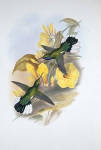 Błękitnogardło szabloskrzydłe (Campylopterus Ensipennis) (ręcznie barwione lito) autorstwa John (after) Gould