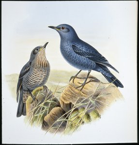 Drozd Blue Rock (Petrocossyphus Cyanus) (ręcznie barwiony lito) autorstwa John (after) Gould