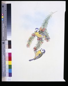 Modraszka (Parus Caeruleus) (ręcznie kolorowana litho) autorstwa John (after) Gould