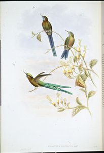 Boliwijski Sylf (Cynanthus Bolivianus) (lito ręcznie kolorowane) autorstwa John (after) Gould