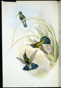 Ucho boliwijskie fioletowe (Petasophora Iolata) (ręcznie barwione litho) autorstwa John (after) Gould