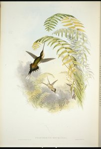 Pustelnik Bourcier (Phaethornis Bourcieri) (ręcznie barwiony lito) autorstwa John (after) Gould