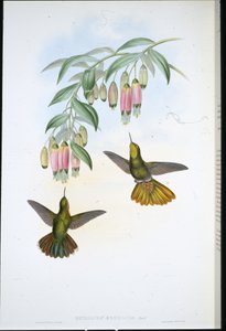 Brassy Tail (Metallura Aeneicauda) (ręcznie barwiony litho) autorstwa John (after) Gould