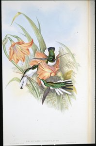 Brazylijska Wróżka (Heliothrix Auriculatus) (lito ręcznie kolorowane) autorstwa John (after) Gould