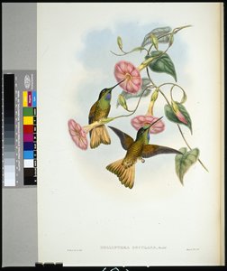 Buff-tailed Star-frontlet (helianthea osculans) (ręcznie barwiony litho) autorstwa John (after) Gould