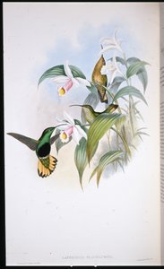 Aksamitna pierś Buff-tailed (Lafresnaya Flavicaudata) (ręcznie kolorowana lito) autorstwa John (after) Gould