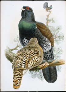 Caprcailzie (Tetrao Urogallus) (litos ręcznie malowany) autorstwa John (after) Gould