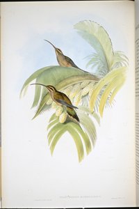 Cayenne Hermit (Phaethornis Superciliosus) (ręcznie barwiony lito) autorstwa John (after) Gould
