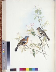 Zięba (Fringilla Caelebs) (członkowie ręcznie kolorowani) autorstwa John (after) Gould