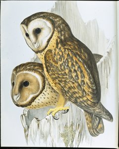 Sowa kasztanowata (Strix Castanops) (lito ręcznie kolorowane) autorstwa John (after) Gould
