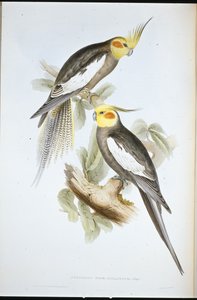 Papuga kakadu (New Holland Nymph) (ręcznie kolorowana lito) autorstwa John (after) Gould