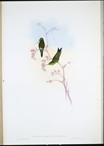 Szmaragd kolumbijski (Chlorostilbon Angustipennis) (lito ręcznie kolorowane) autorstwa John (after) Gould