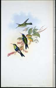 kolumbijskie panoplity / kolumbijska nimfa leśna (Thalurania Colombica) (litografia ręcznie kolorowana) autorstwa John (after) Gould