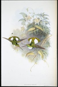 Inka Conrada (Bourcieria Conradi) (lito ręcznie kolorowane) autorstwa John (after) Gould