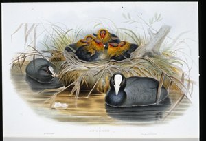 Łyska (Fulica Atra) (lito ręcznie kolorowane) autorstwa John (after) Gould