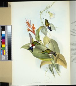 Miedziano-brzuch udka (eriocnemis cupreiventris) (ręcznie barwiony litho) autorstwa John (after) Gould