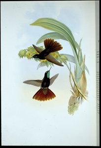 Miedziany ogon (Metallura Cupreicauda) (lito ręcznie kolorowane) autorstwa John (after) Gould
