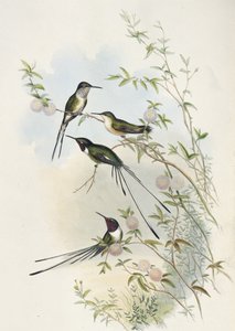 Ścinający ogon Cory (ręcznie barwiony litho) autorstwa John (after) Gould
