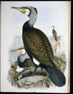 Kormoran (Phalacrocorax Carbo) (ręcznie barwiony lito) autorstwa John (after) Gould