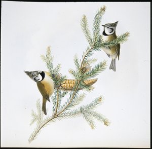 Czubatka (Parus Cristatus) (ręcznie kolorowana lito) autorstwa John (after) Gould