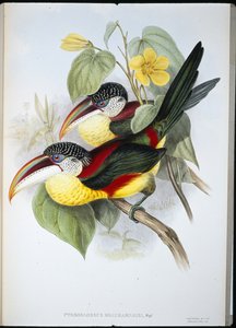 Aracari kędzierzawy (Pteroglossus Beauharnaisi) (ręcznie barwiony litho) autorstwa John (after) Gould