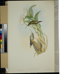 Pustelnik D