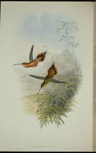 Pustelnik De Fillipi (Phaethornis Philippi) (ręcznie barwiony lito) autorstwa John (after) Gould