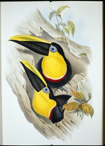 Wątpliwy Tukan (Ramphastos Ambiguus) (lito ręcznie kolorowane) autorstwa John (after) Gould