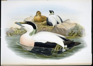 Eider Duck (Somateria Mollissima) (lito ręcznie kolorowane) autorstwa John (after) Gould
