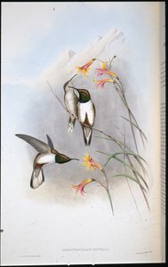 Koliber górski Estelli (Oreo Trochilus Estella) (ręcznie barwiony lito) autorstwa John (after) Gould