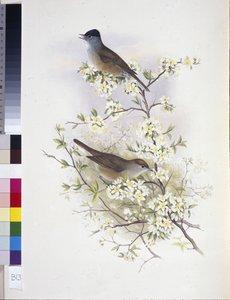 Kapturka zwyczajna (Sylvia atricapilla) (ręcznie kolorowana lito) autorstwa John (after) Gould