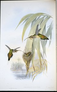 Eurynome Pustelnik (Phaethornis Eurynome) (ręcznie barwiony lito) autorstwa John (after) Gould