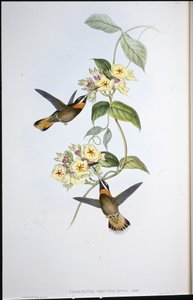 Koliber płowy (Trenetes Cervinicauda) (ręcznie barwiony litho) autorstwa John (after) Gould