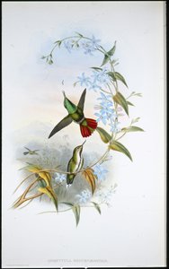 Szaszłyk ognisty (Avocettula Recurvirostris) (ręcznie barwiony litho) autorstwa John (after) Gould