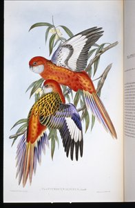Ognista papuga długoogonowa (platycercus ignitus) (lito ręcznie kolorowane) autorstwa John (after) Gould