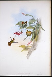 Kokietka Z Falbanką (Lophornis Magnificus)