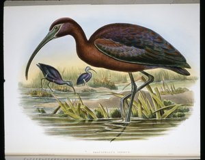 Koziorożec błyszczący (Falcinellus Igneus) (kolorowy grawerunek) autorstwa John (after) Gould