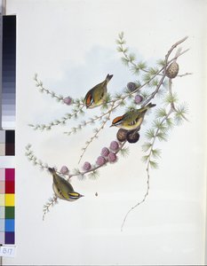 Goldcrest (Ragels Regles) (Ręcznie poukładany lito) autorstwa John (after) Gould
