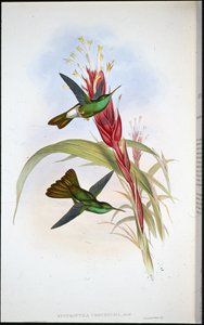 Pióropusznik złotoogonowy (Hypuroptila Urochrysia) (lito ręcznie kolorowane) autorstwa John (after) Gould