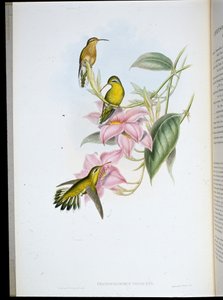 Koliber złocisty (Chryso Bronchus Virescens) (ręcznie barwiony lito) autorstwa John (after) Gould