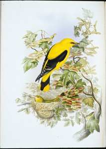 Wilga złota (Oriolus Galbula) (litografia ręcznie kolorowana) autorstwa John (after) Gould