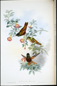 Złota gwiazda-frontlet (Helianthea Eos) (lito ręcznie kolorowane) autorstwa John (after) Gould