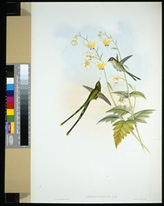 Graceful Train-bearer (lesbia gracilis) (ręcznie barwiony litho) autorstwa John (after) Gould