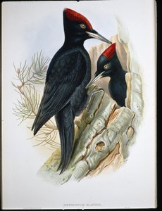 Dzięcioł czarny (Dryocopus Martius) (lito ręcznie kolorowane)