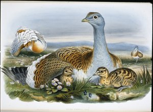 Drop (Otis Tarda) (ręcznie barwiony litho) autorstwa John (after) Gould